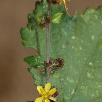 Triumfetta rhomboidea Jacq.